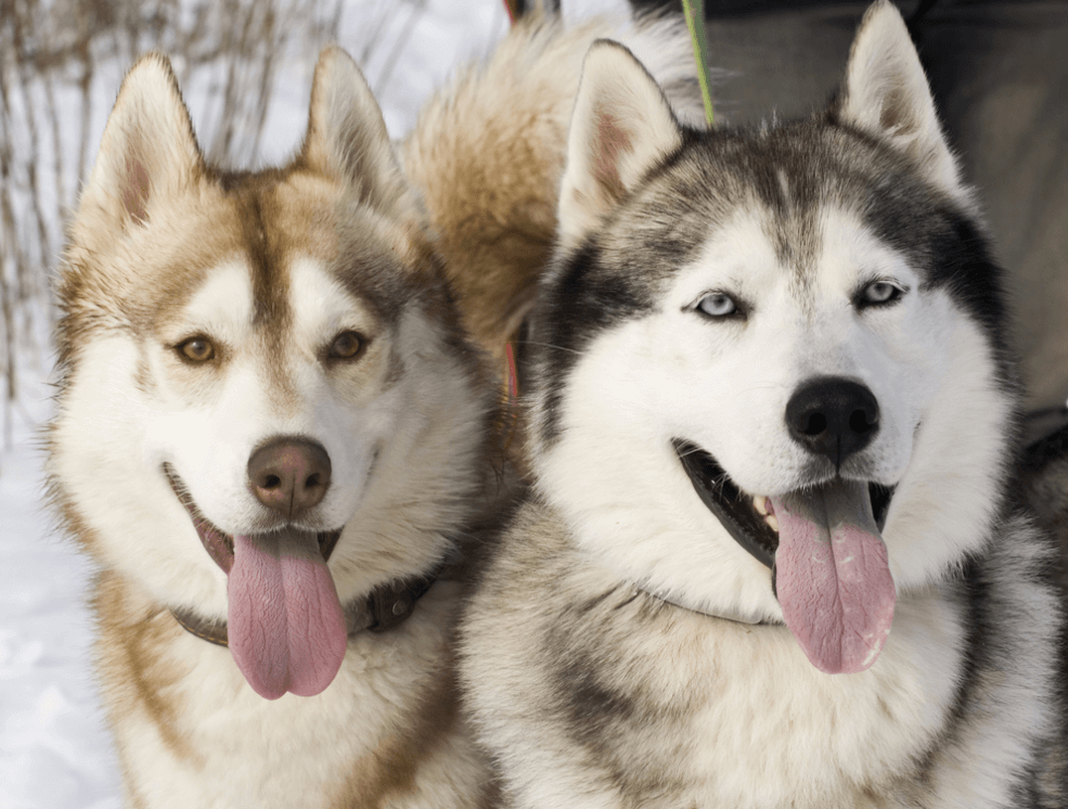 Husky và Alaska thì nên nuôi loại nào?