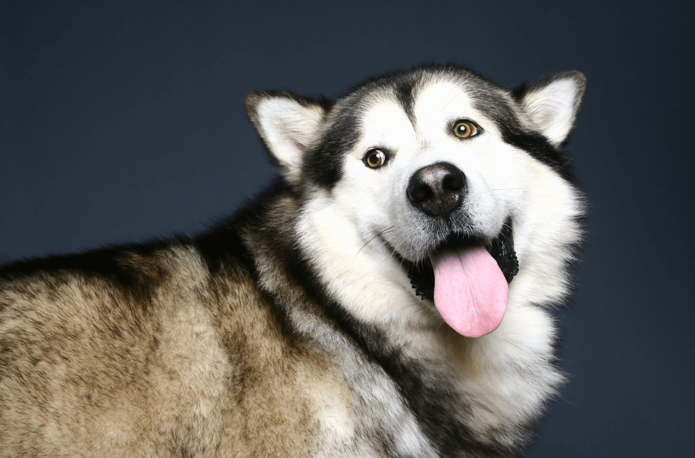 Tất Tần Tật Đặc điểm chó Alaska và Giá chó Alaska chi tiết nhất