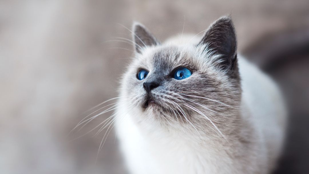 Tại sao mèo bị hôi miệng? Điều trị và phòng tránh ra sao?